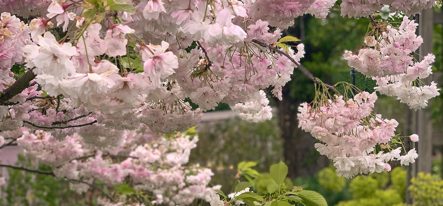 Pink cherry blossom in the spring