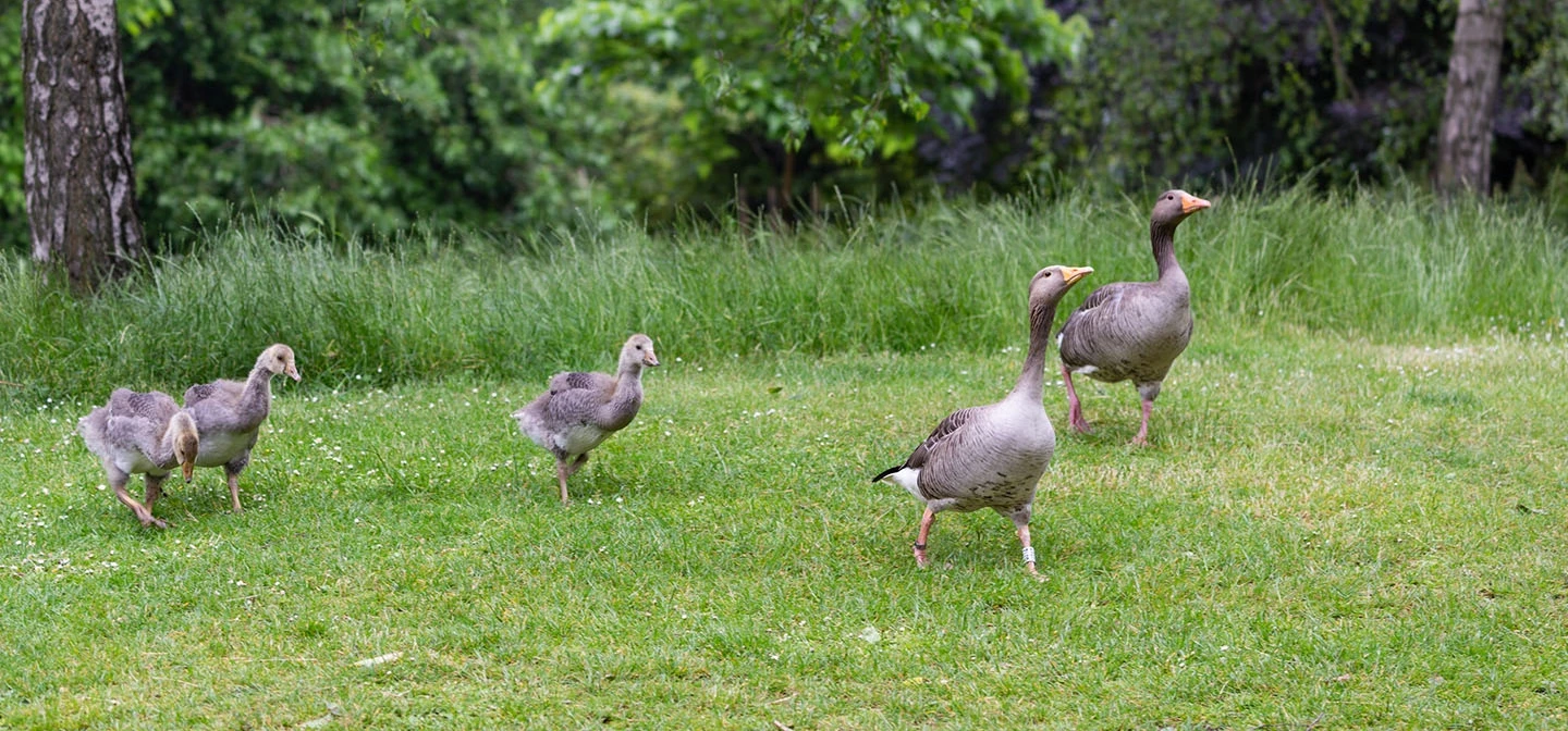 Geese walking in the park
