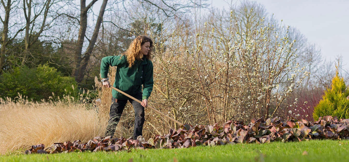 A woman raking autumn leaves