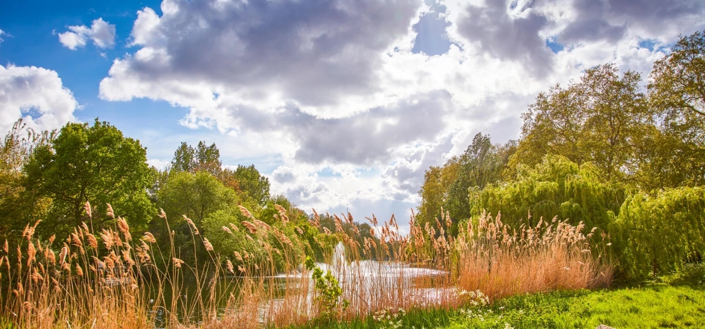 A landscape view through reedbeds in the foreground towards the lake in the background. 