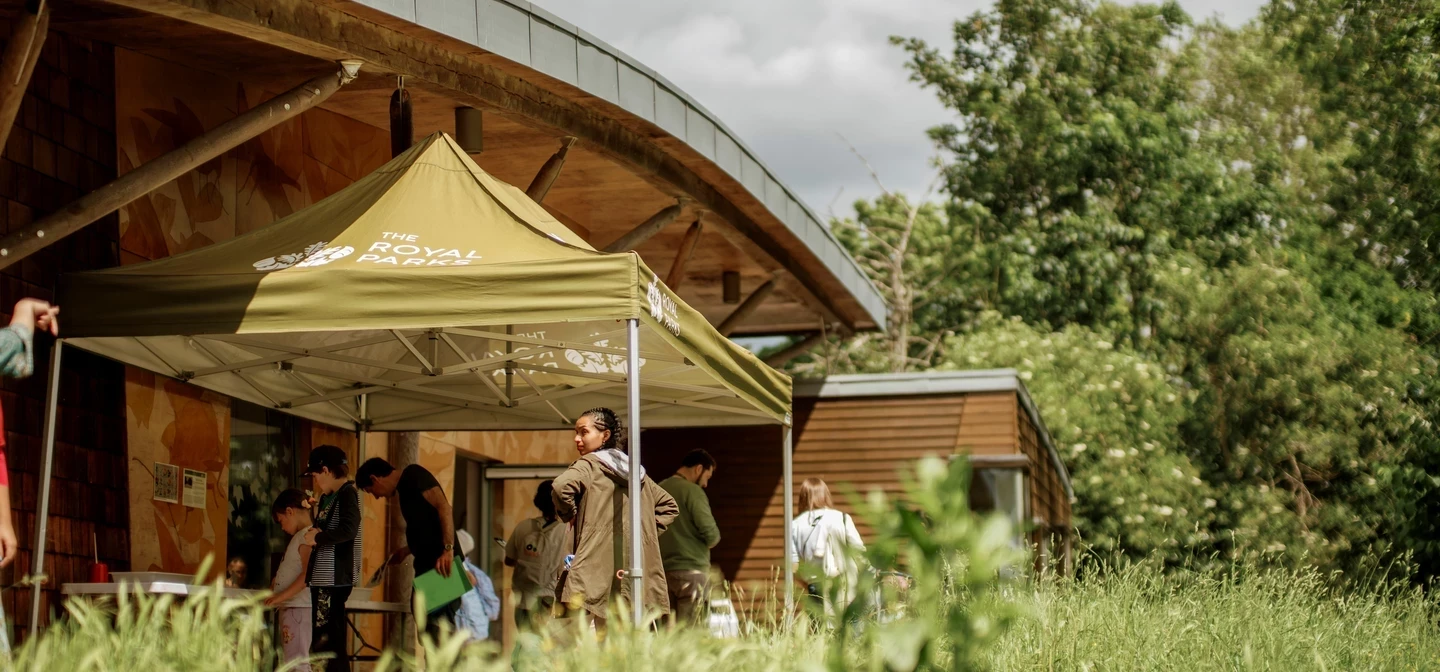 Image of a gazebo in a green, outdoor setting