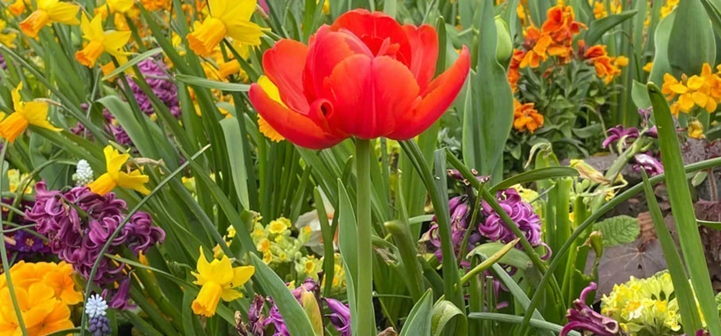 Colourful spring flowers