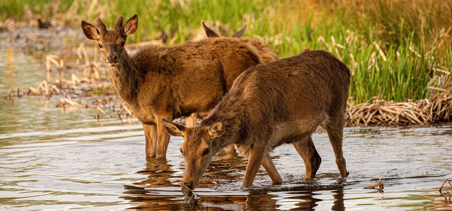 Deer drinking in the river