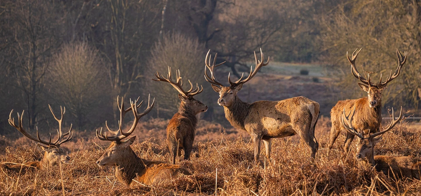 A herd of stags in Richmond Park