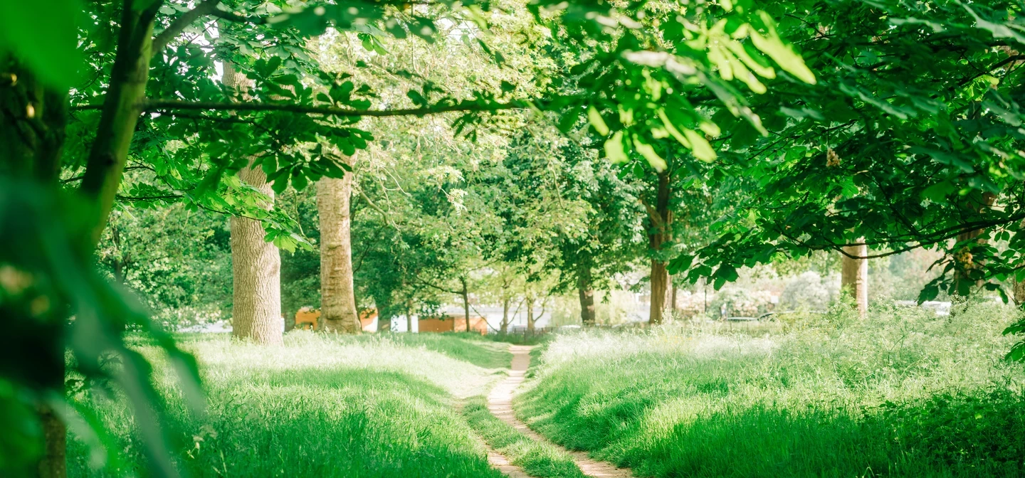 Bright image of a green outdoor area, with a pathway in the centre and lush trees surrounding the path.