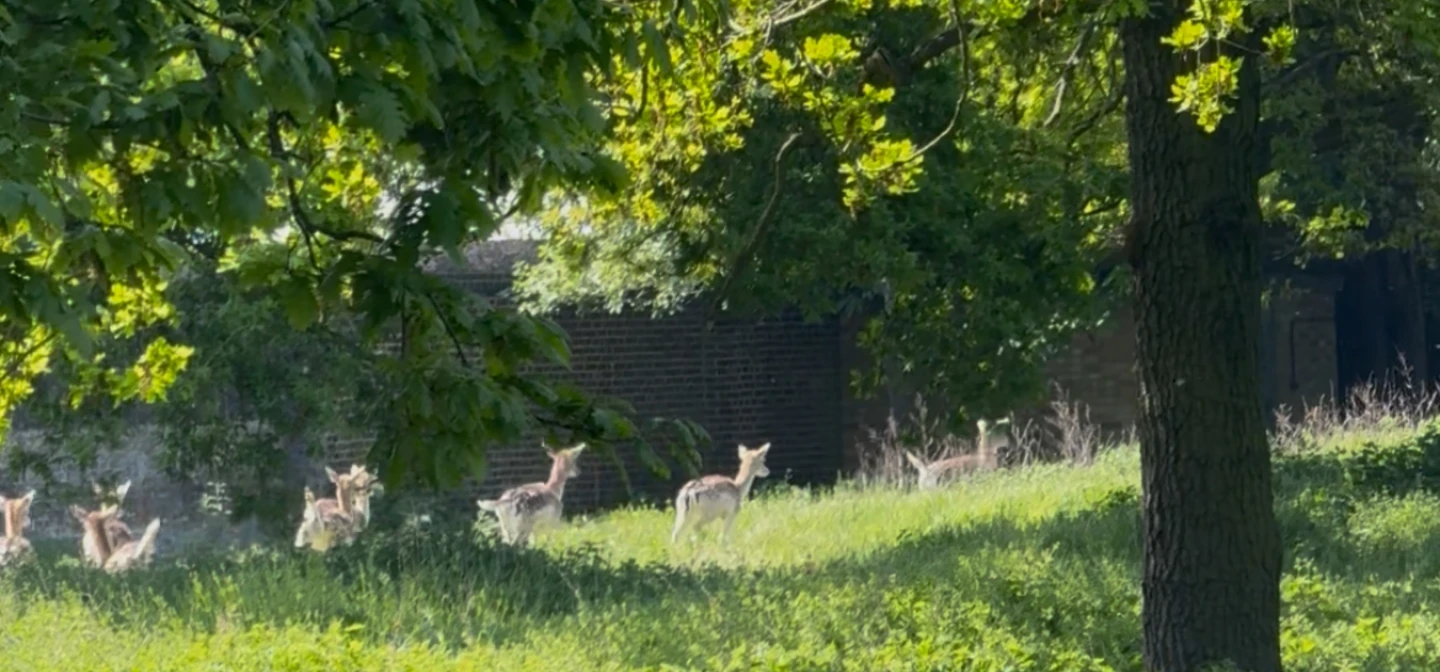 Green ladnscape with tall grass and trees and a few deer can be seen running away from the camera.
