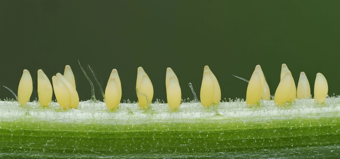 Close up of a fresh green plant stem with fine hairs and 12 teardrop-shaped pale yellow Ladybird eggs in a long line