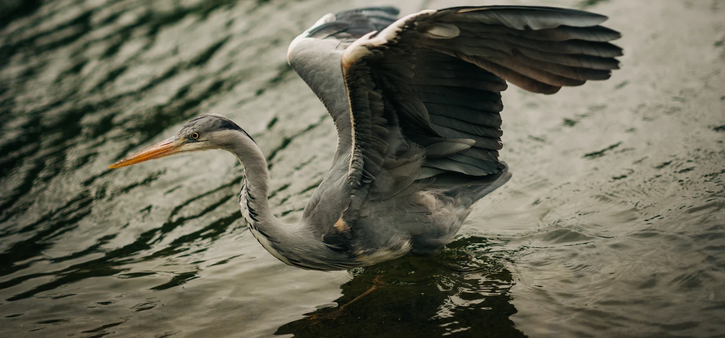 Heron Hyde Summer
