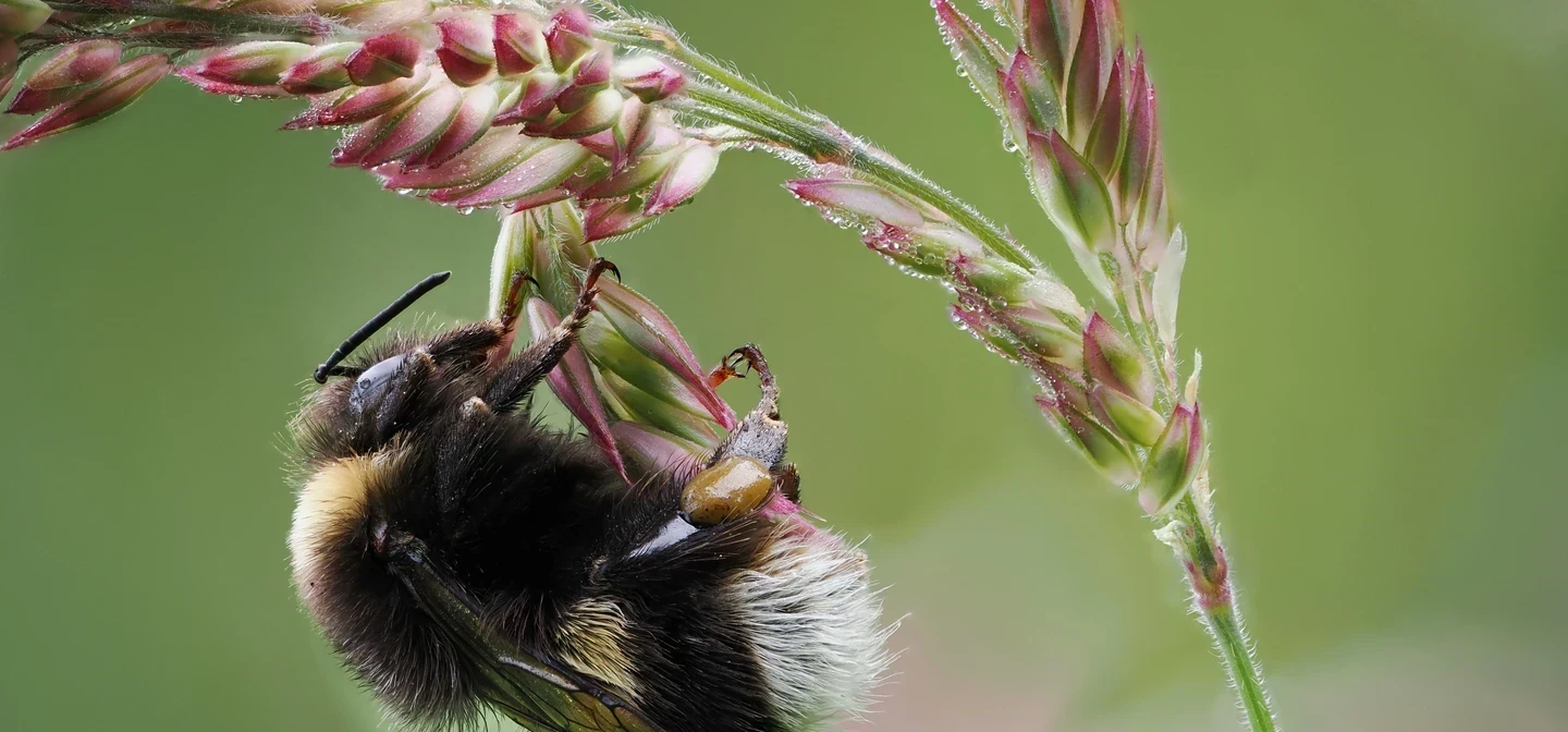 Richmond Summer Bee