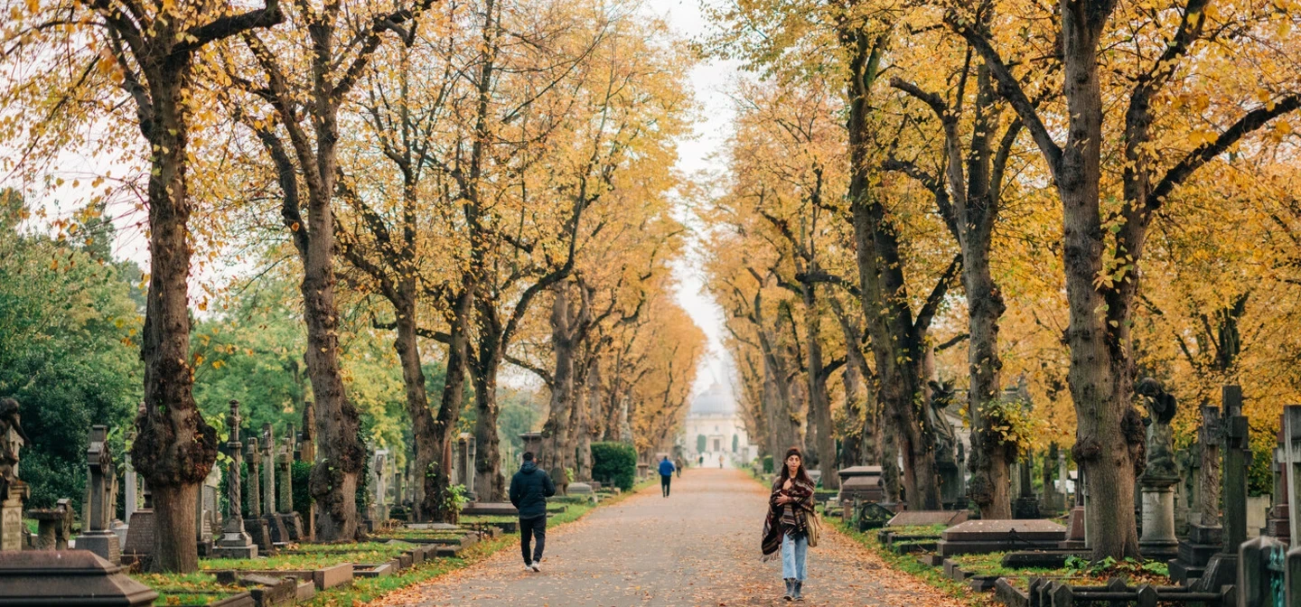 Lime avenue trees with autumnal yellow leaves