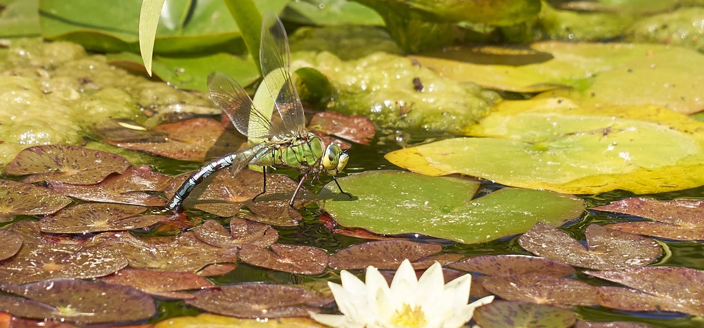 A dragonfly resting on a lily pad