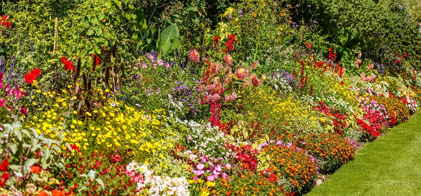 Summer flower beds