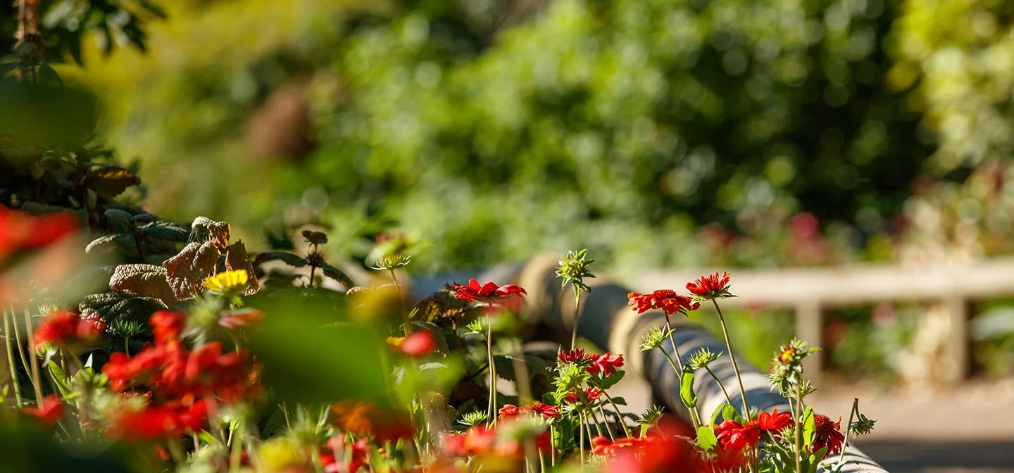 Red flower beds in the sunshine