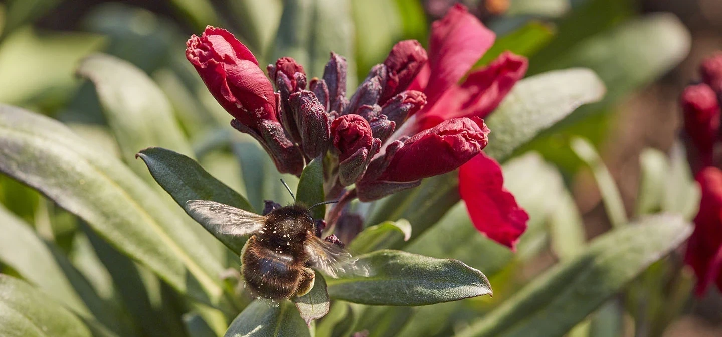 Bee on a wallflower