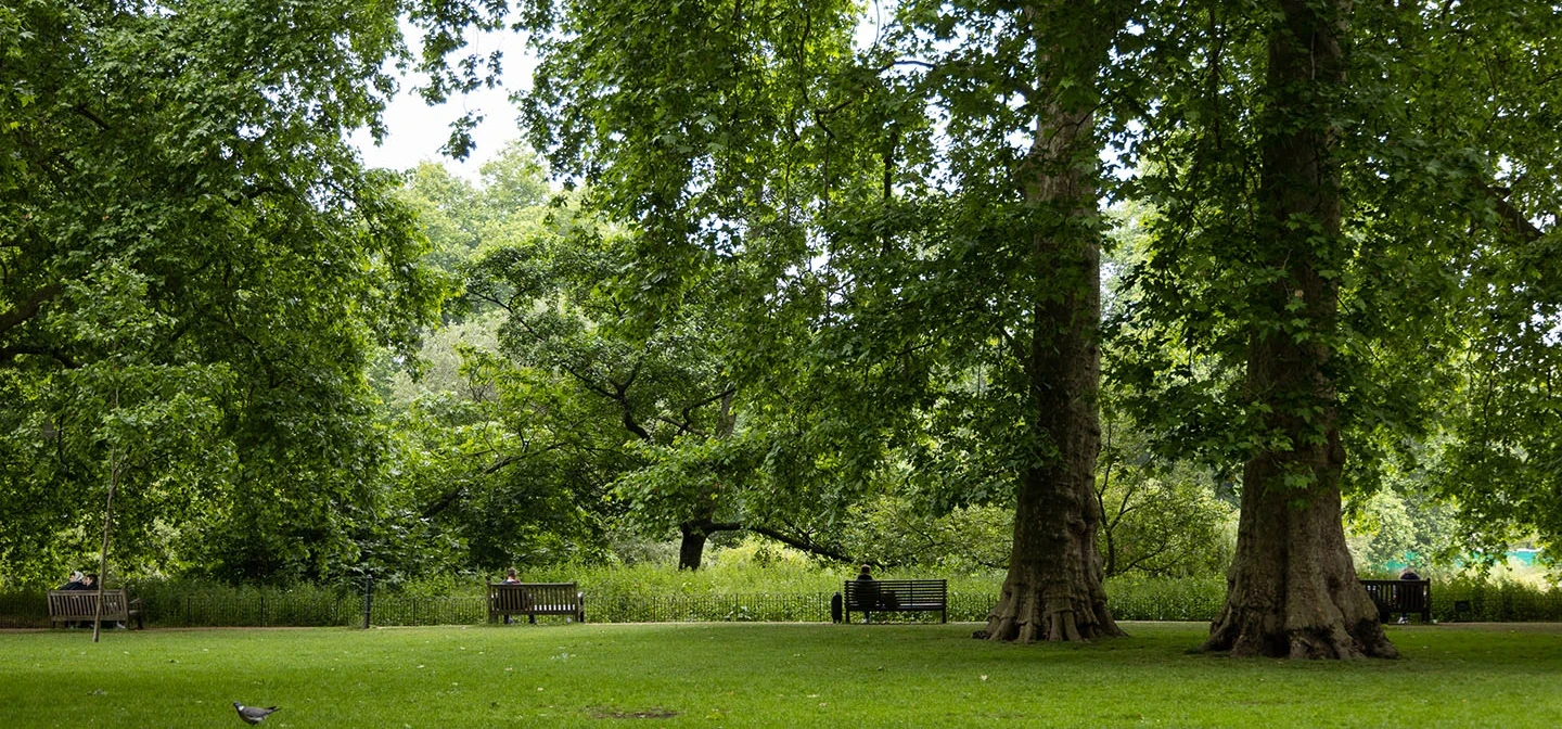 Tall trees in the park