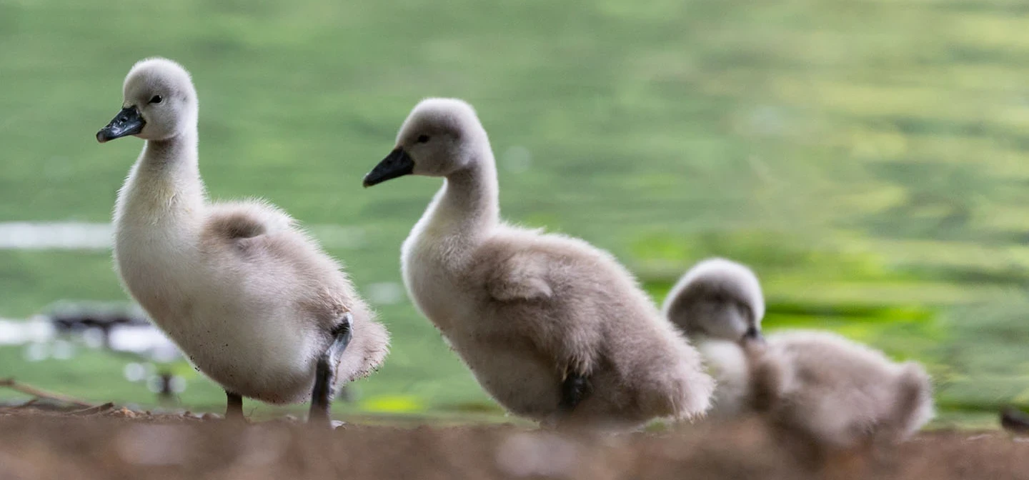 Cygnets