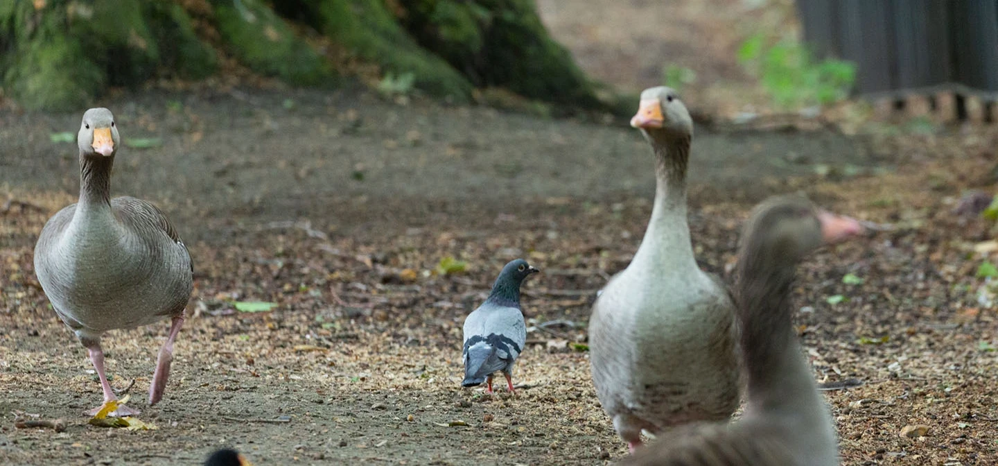 Various birds in The Green Park