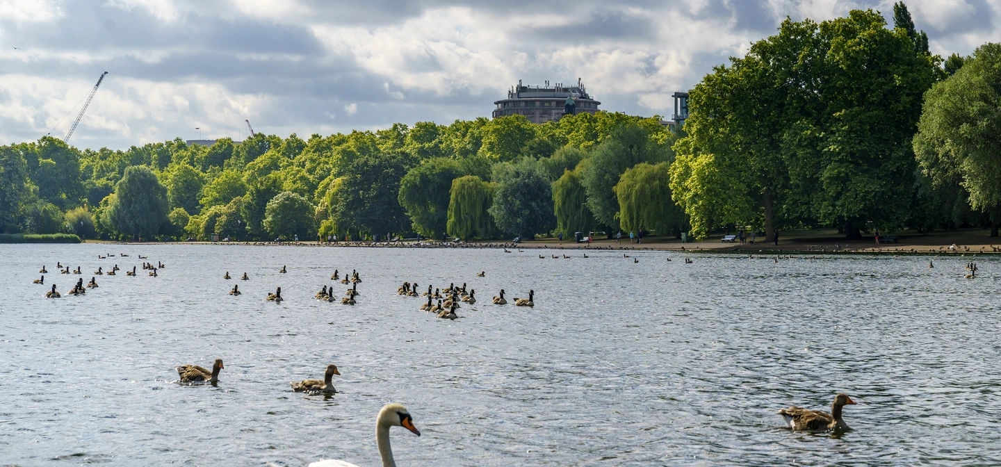 Image of swans and birds swimming on the serpentine lake at Hyde Park.