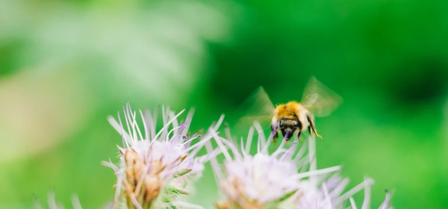 Kensington Gardens Bee Summer Wildlife