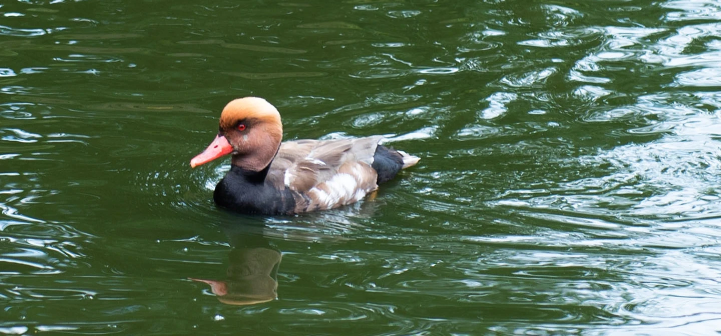 Red-crested Pochard (Netta rufina)