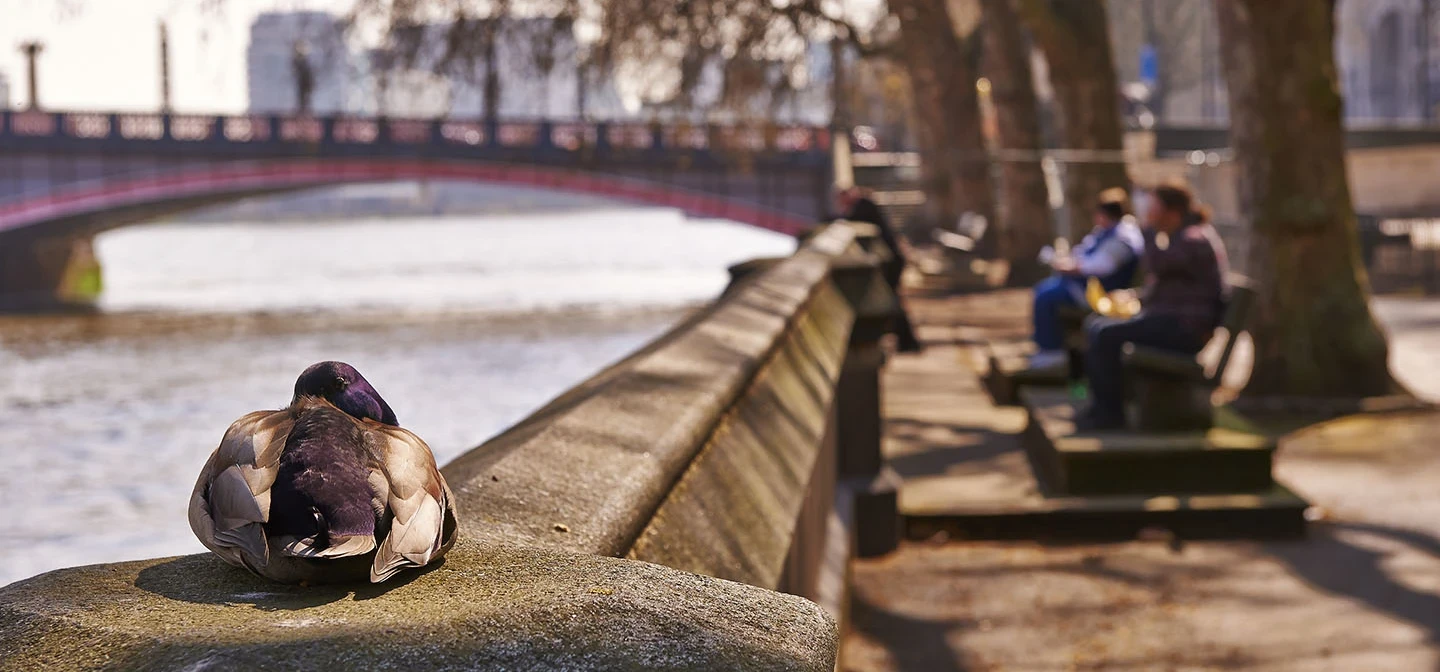 Duck resting on the riverside wall facing Lambeth Bridge