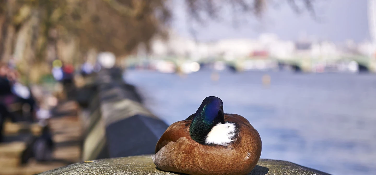 Duck sitting on the river wall