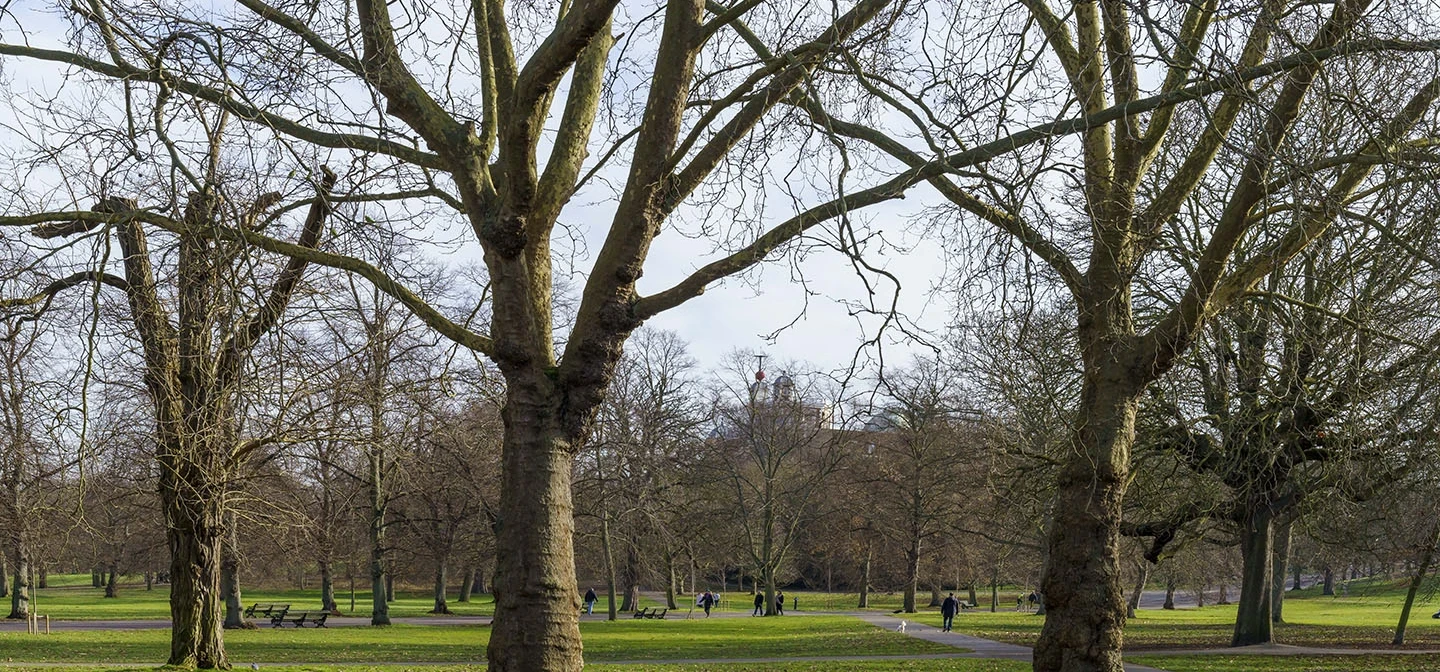 Bare trees and fallen leaves in the park at winter
