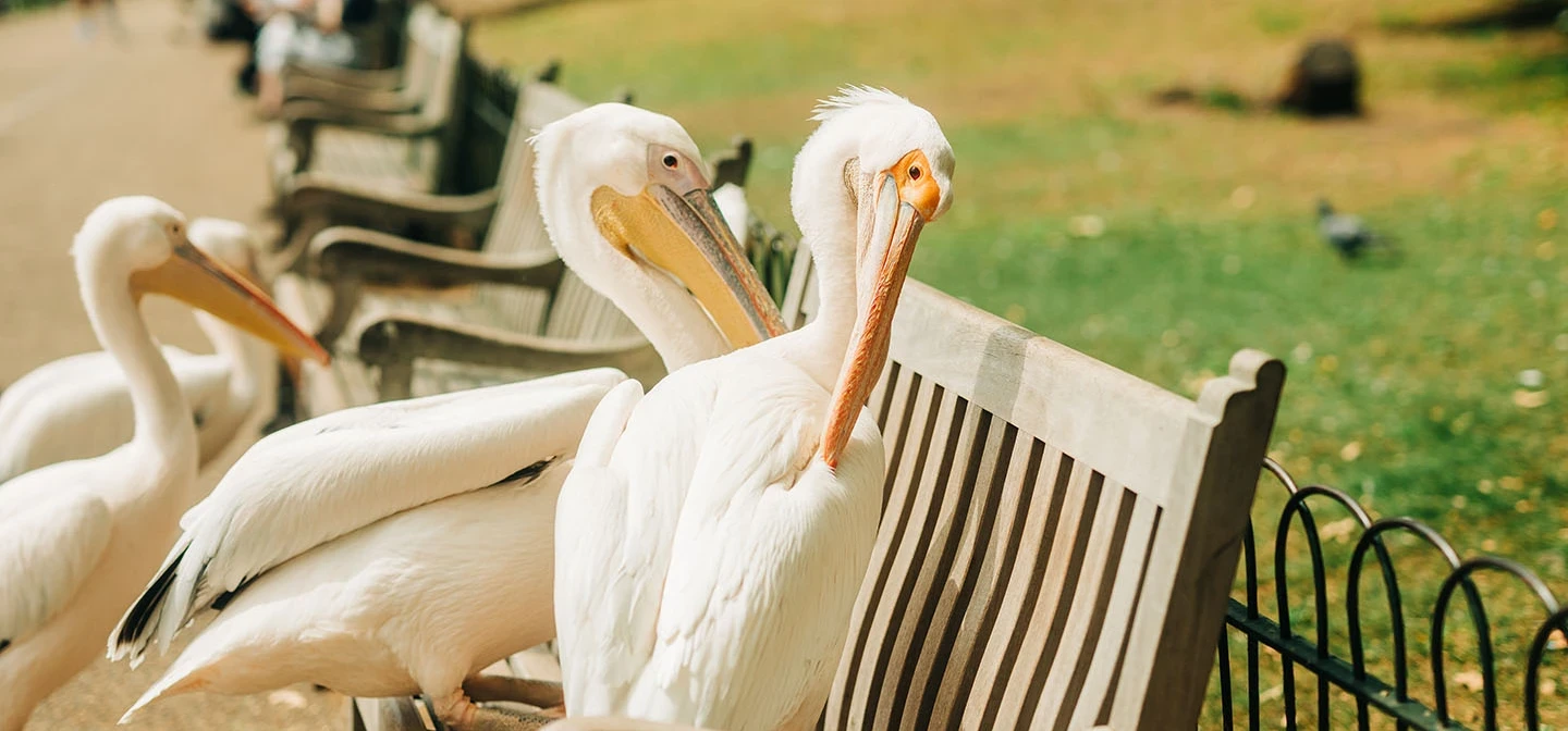 Pelicans on a park bench