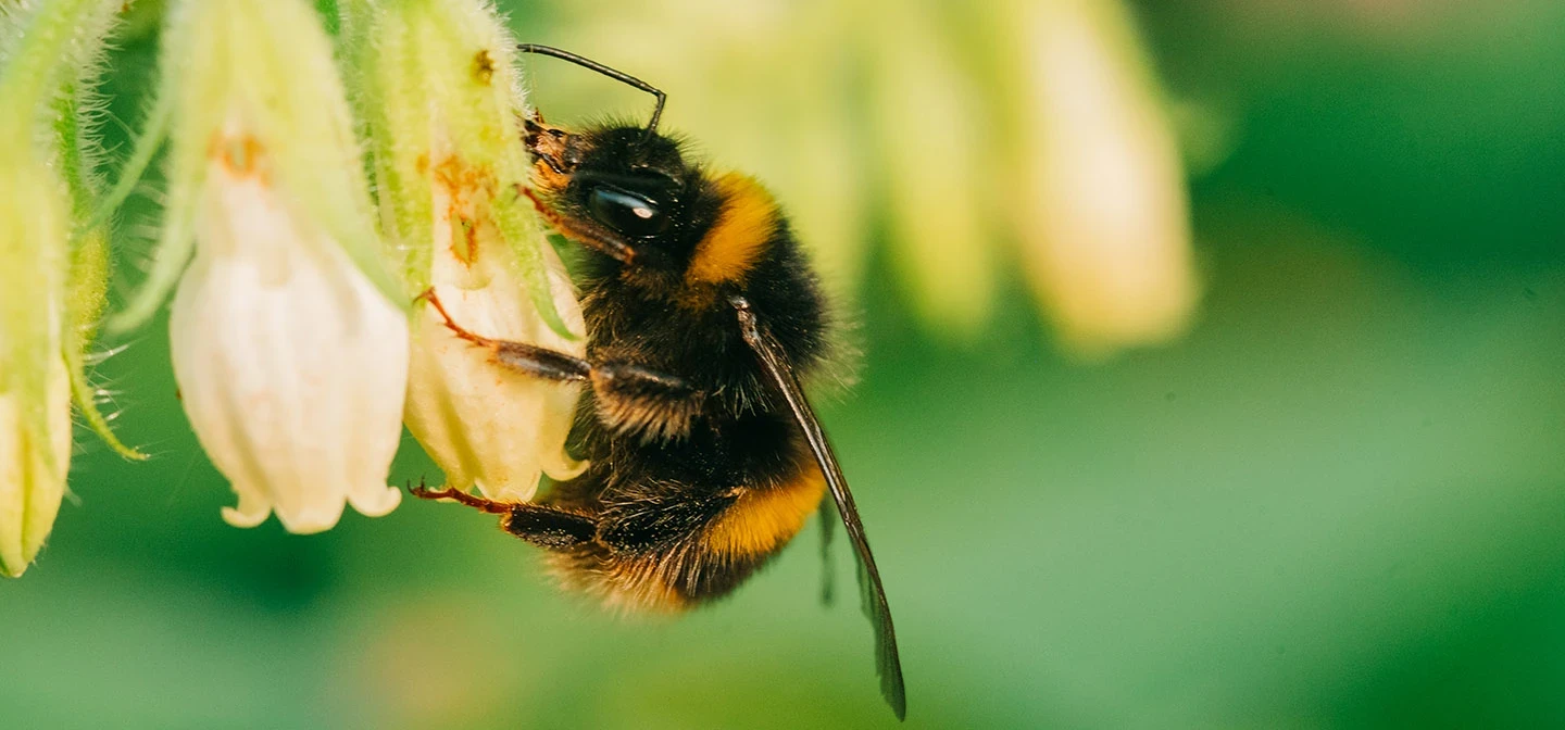 Bee on a flower