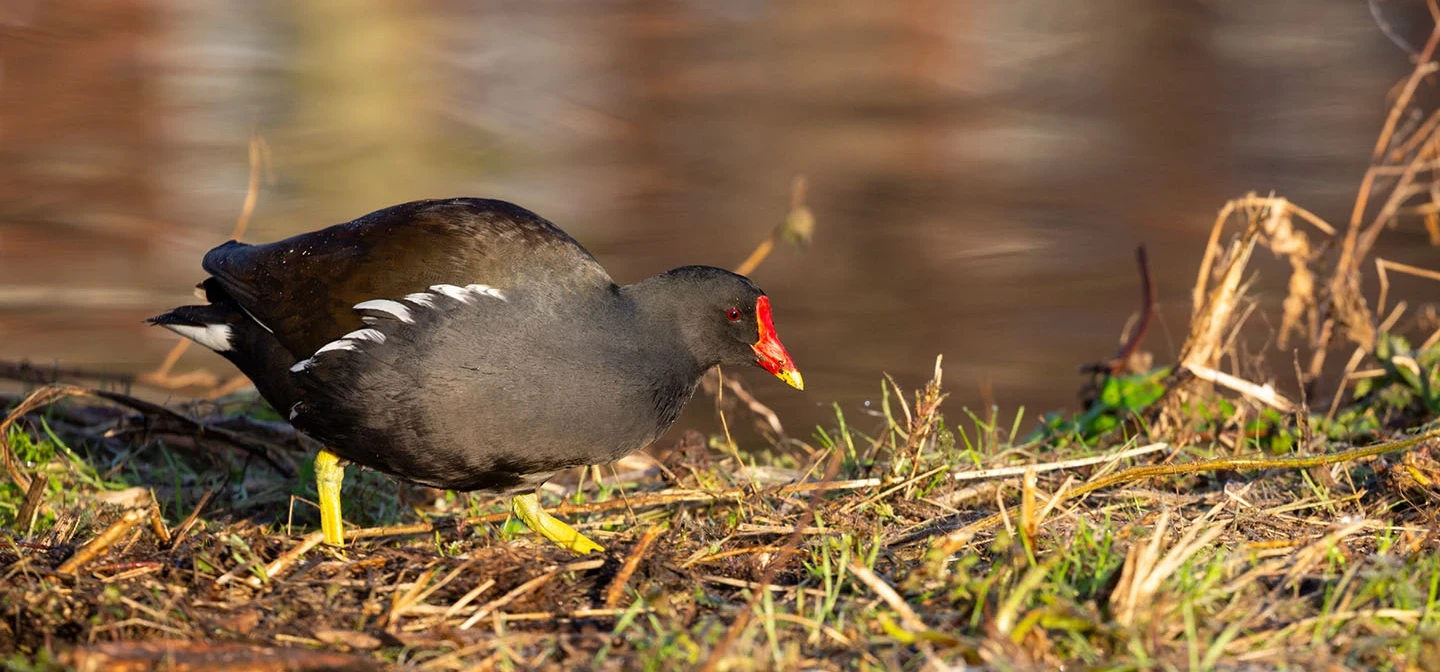 Common moorhen
