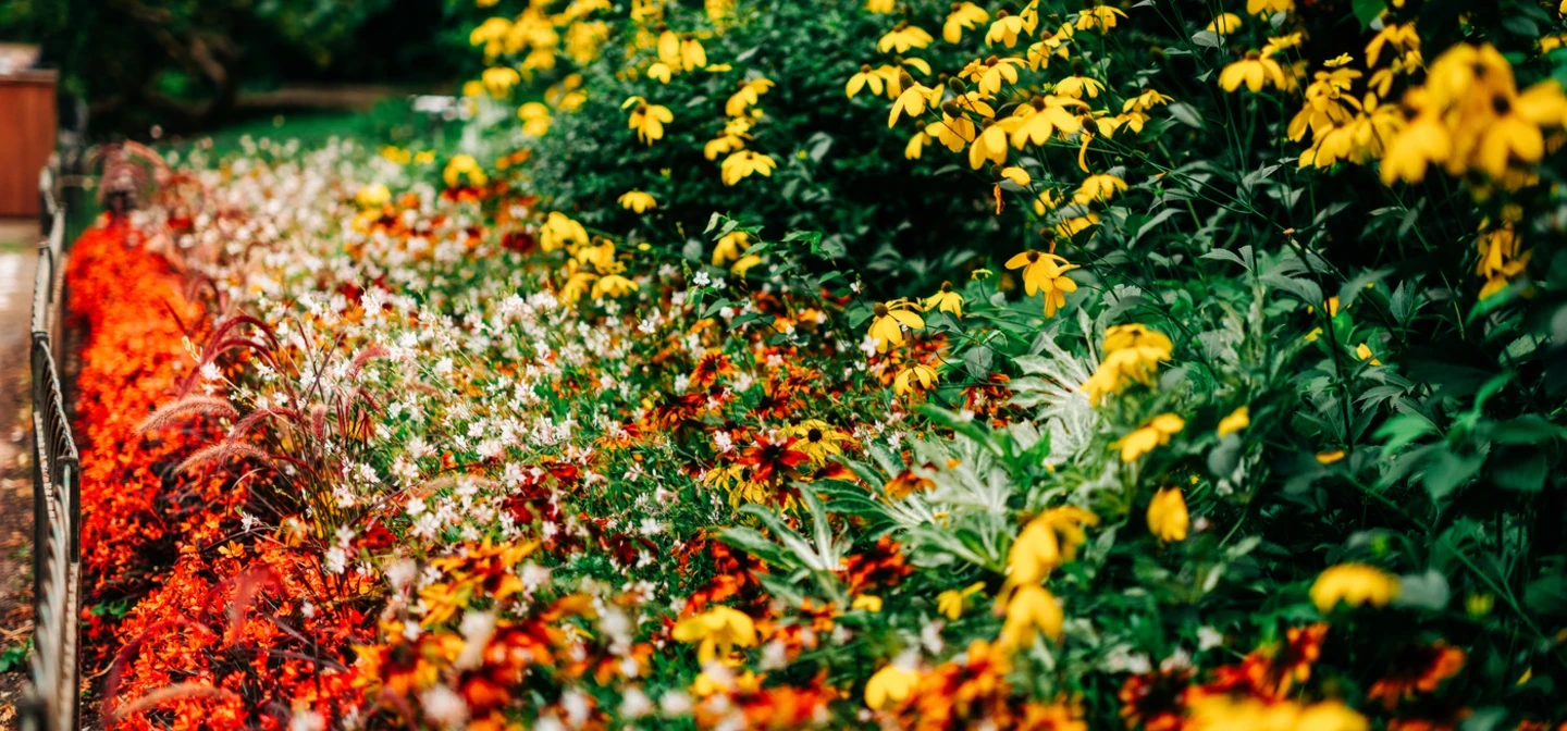 Kensington Gardens Flower Summer
