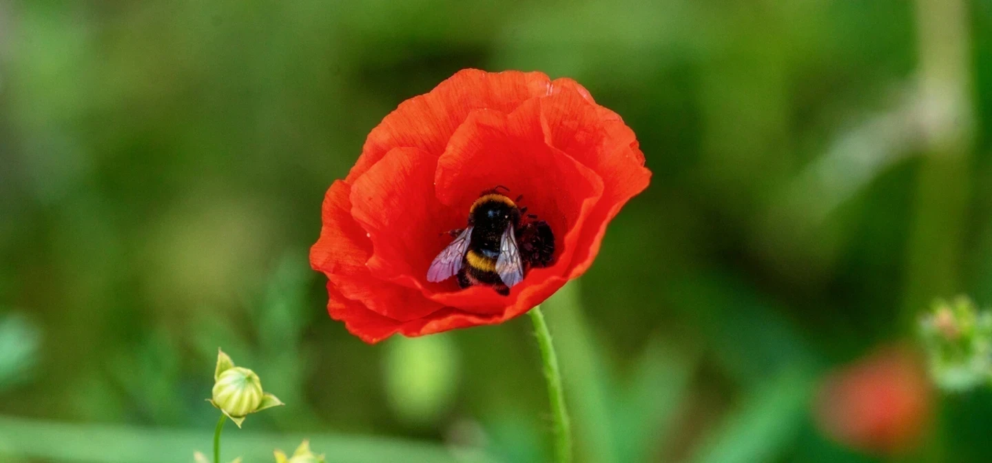 Bushy Summer Gardens Hero