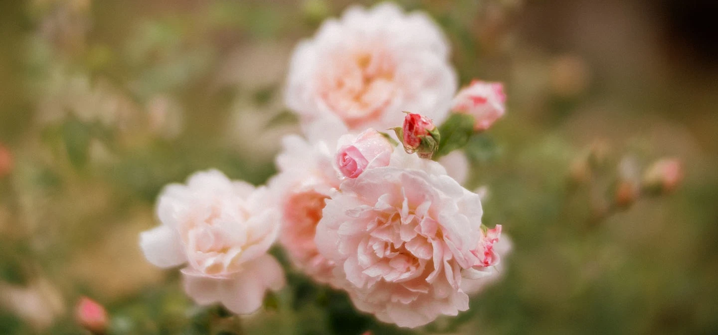 Pink roses