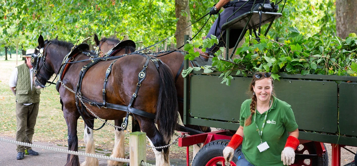 Working shire horses