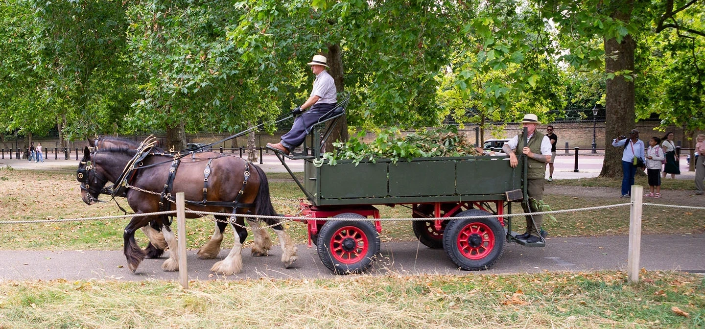 Shire horses pulling a hay cart