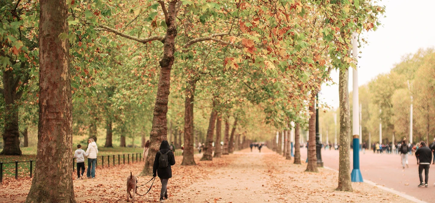 Autumnal view down the tree-lined Mall