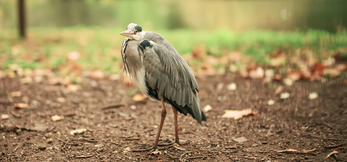 Heron
