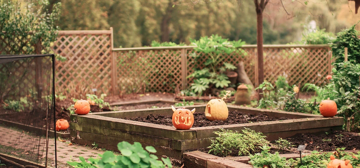 Pumpkin lanterns in the Duck Island allotment