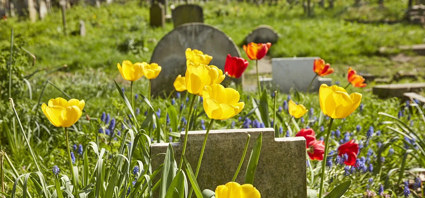 Bright, colourful flowers around graves