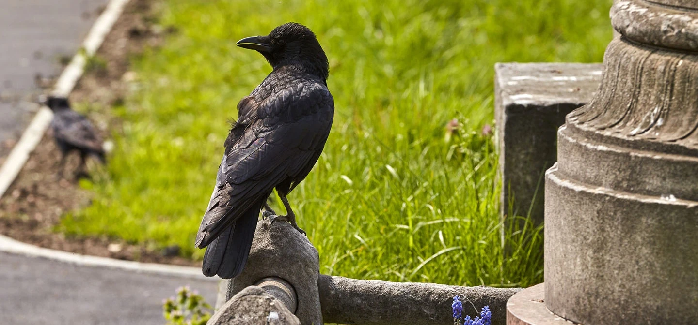 A crow resting on a grave