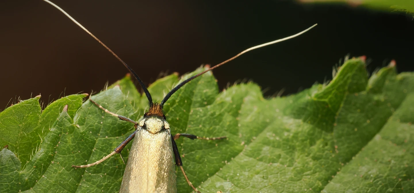 Gold moth on leaf