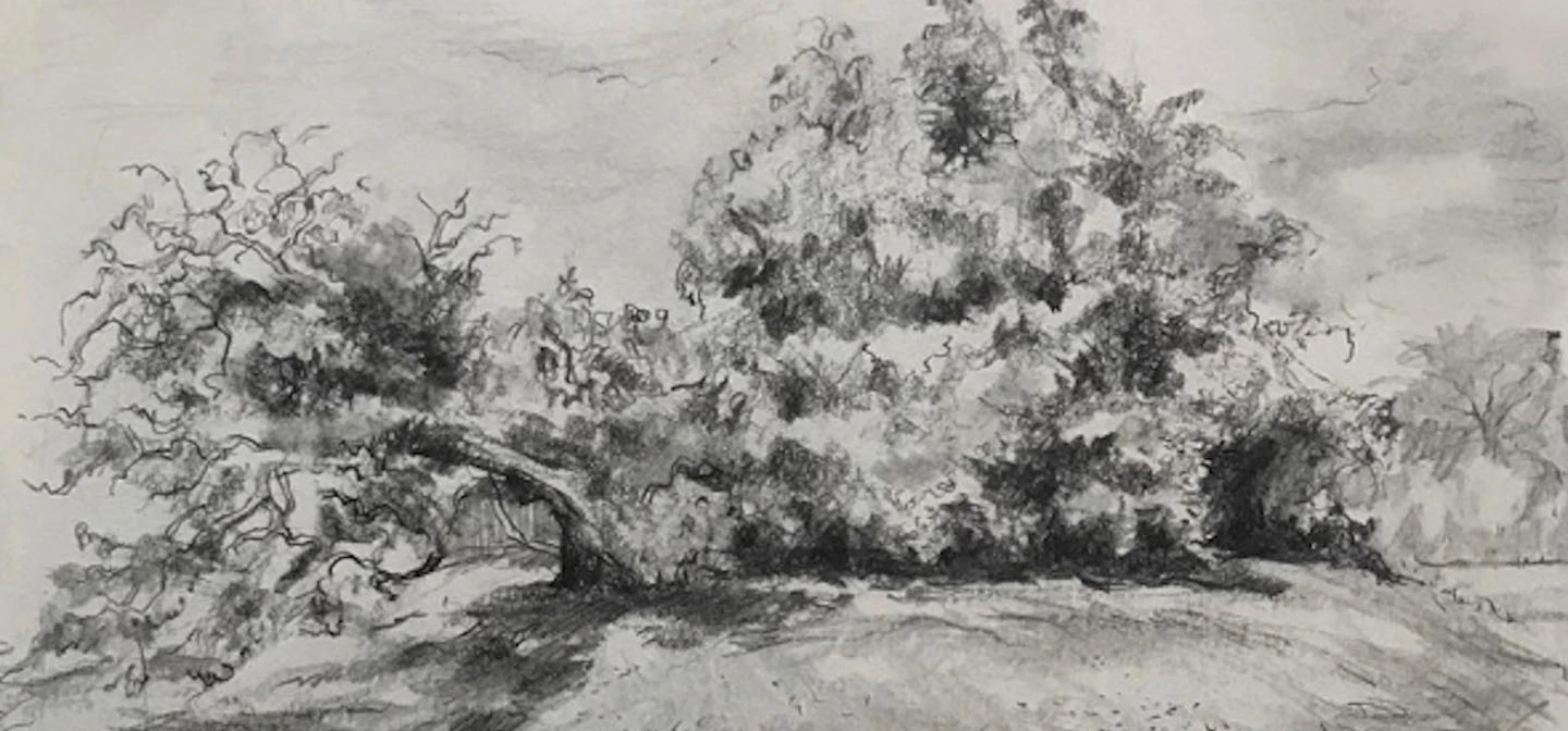 Pencil sketch of a mulberry tree