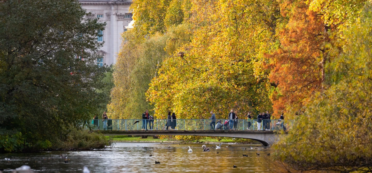 Trees in St. James's Park in autumn