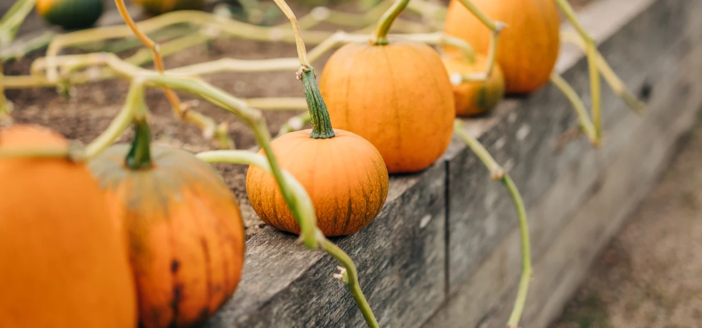 Greenwich Park autumn celebration