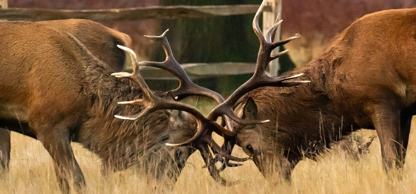 Two stags locking antlers during the 'rut'