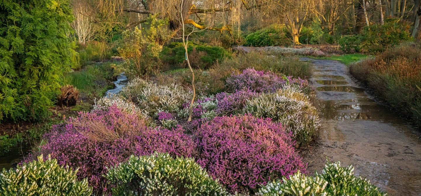 Garden scene with clusters of purple and white heather shrubs beside a narrow path and stream, surrounded by trees and greenery.
