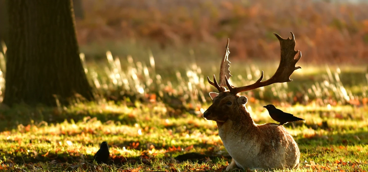 A stag, laying in the yellowing grass, looking slightly towards the camera. A magpie is perched on his back. 