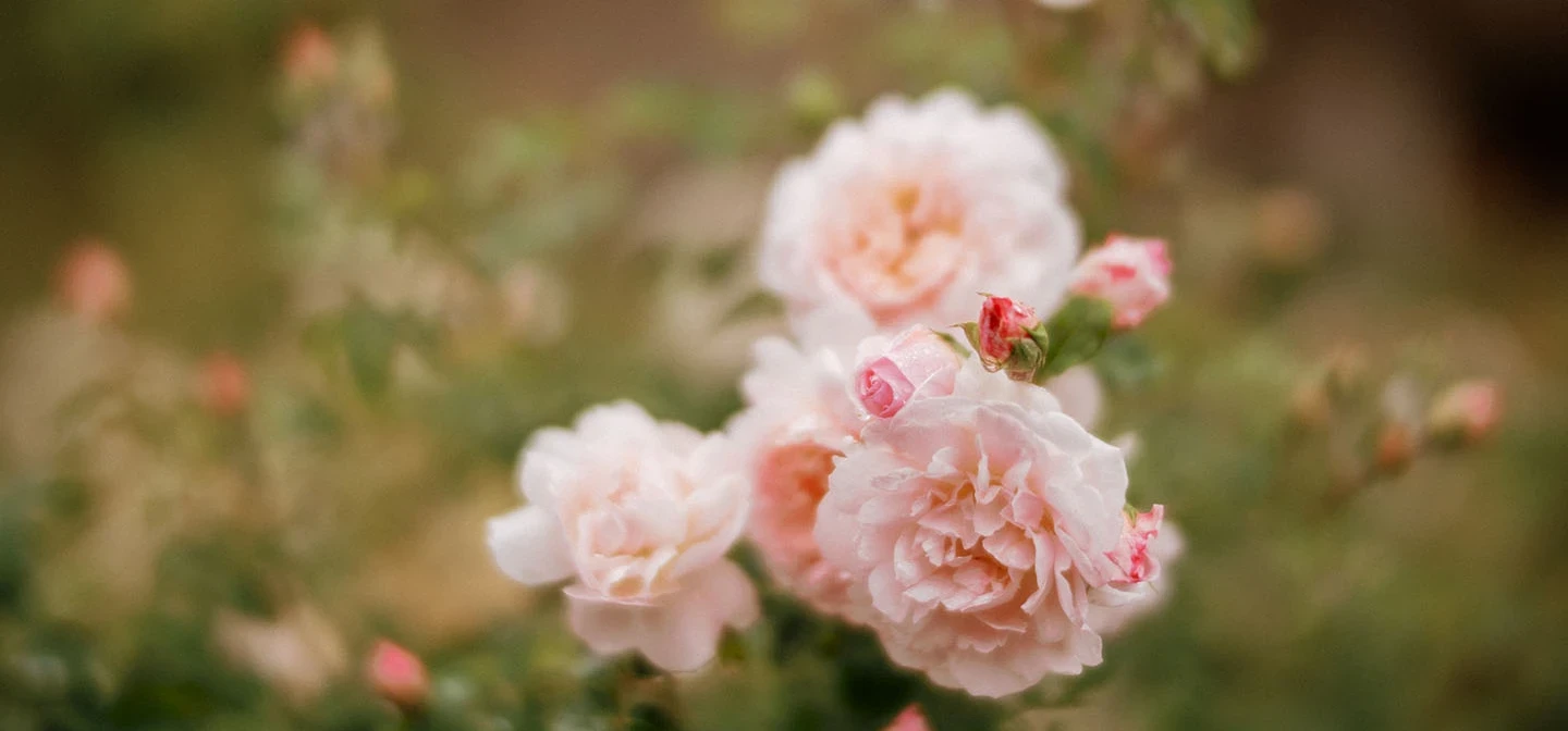 Pink roses
