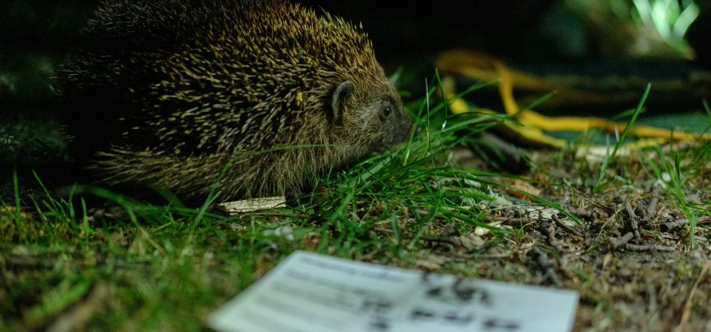 Hedgehog at night found in research survey in the Regent's Park