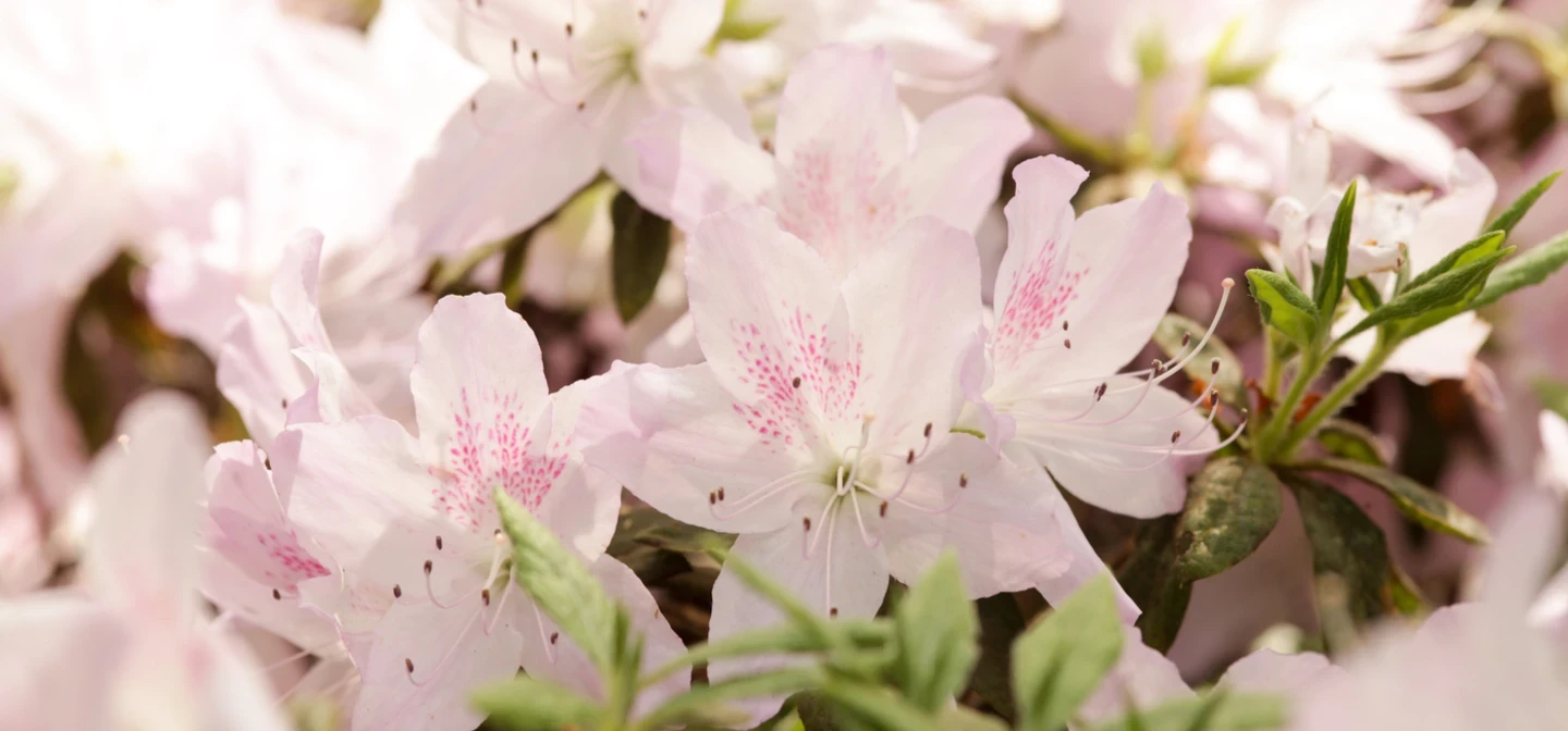 Flower petals in Richmond Park in spring